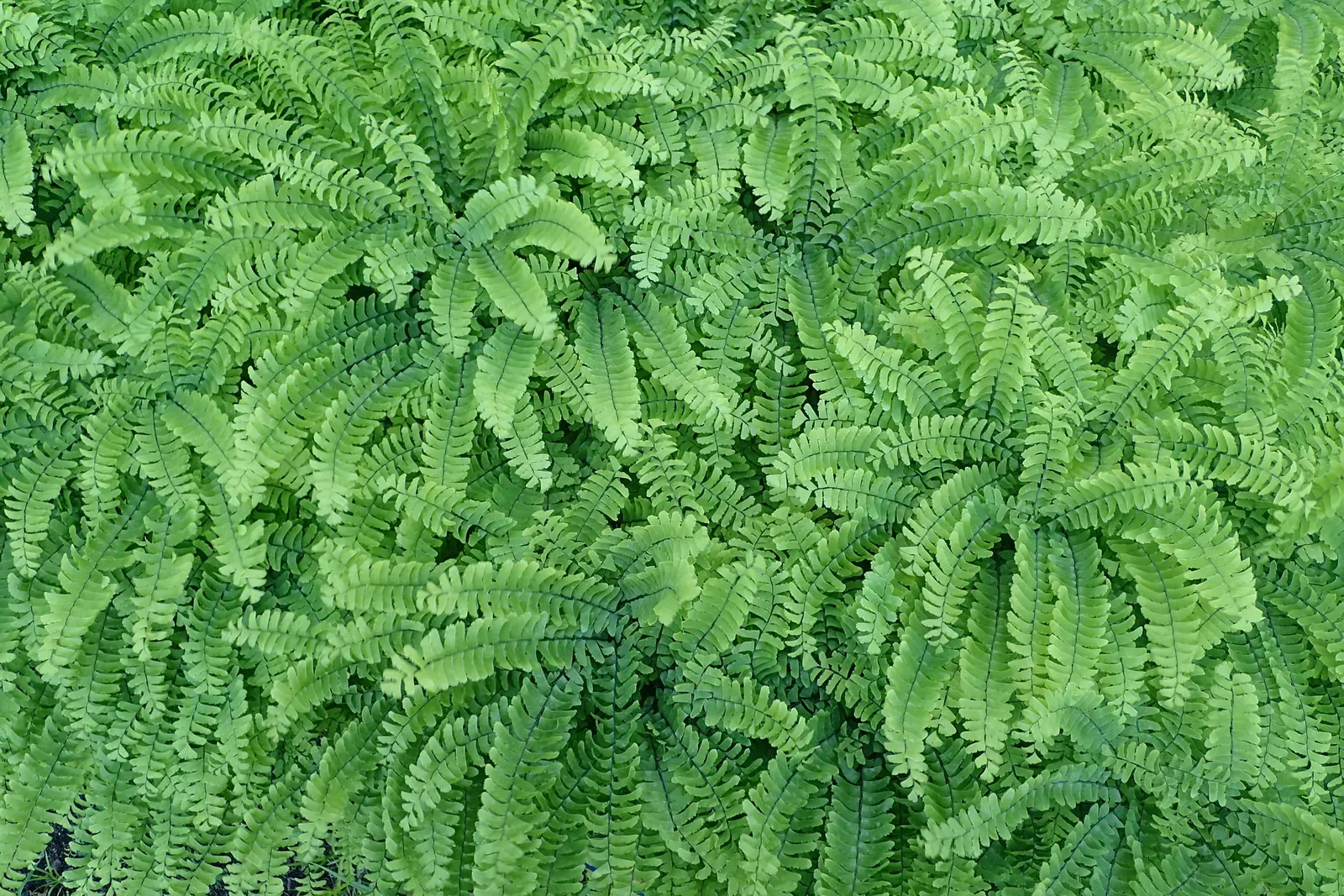 Western Maidenhair Fern (Adiantum Pedatum) — As a low-maintenance and deer-resistant species