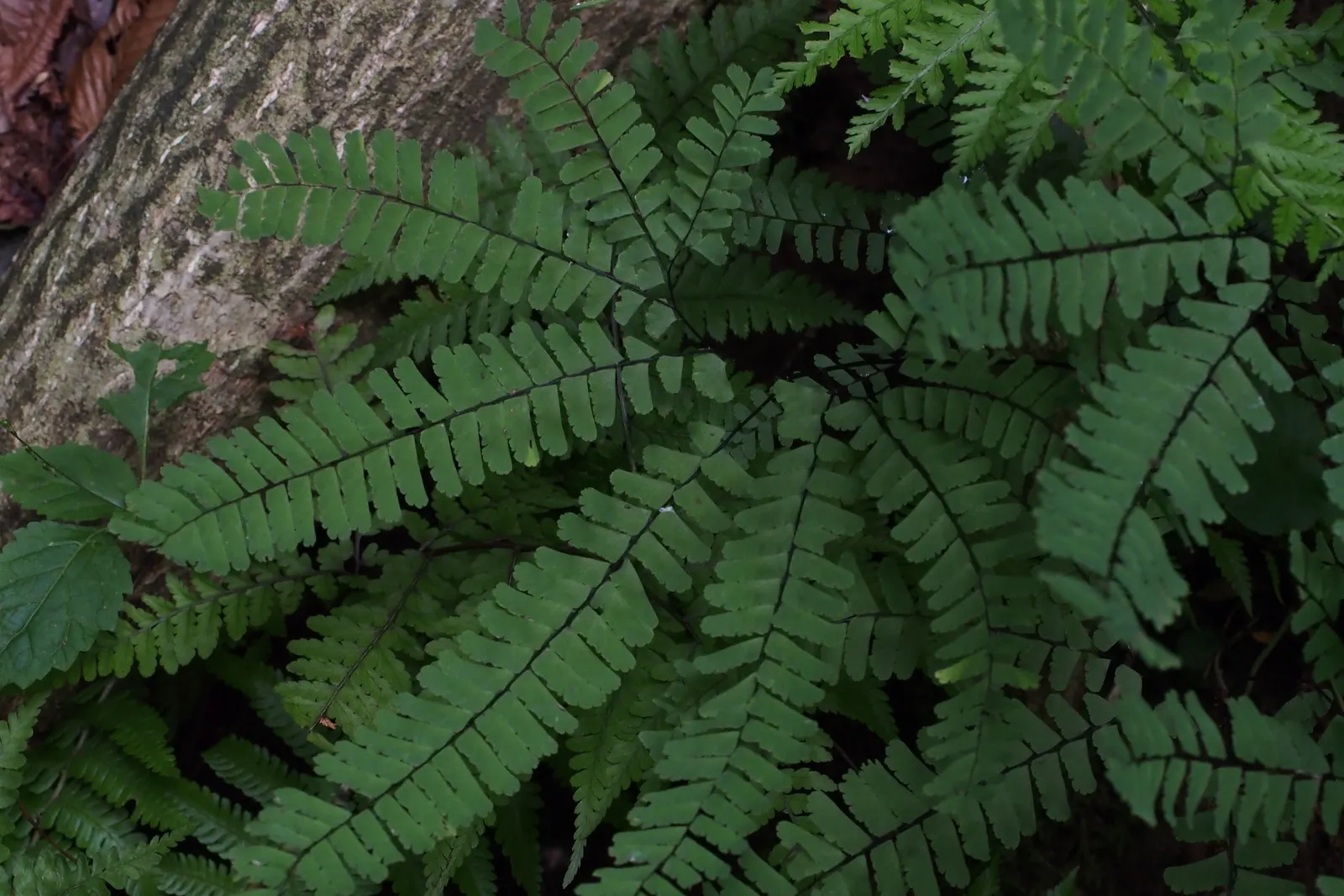 Western Maidenhair Fern (Adiantum Pedatum) — deciduous fern known for its fan-shaped; thriving in USDA zones 3-8, it prefers moist, well-drained, image 55