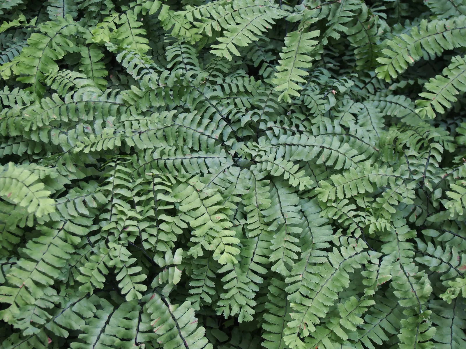 Western Maidenhair Fern (Adiantum Pedatum) — Ideal for woodland gardens, it adds a feathery, graceful texture to shaded landscape designs; and, image 41