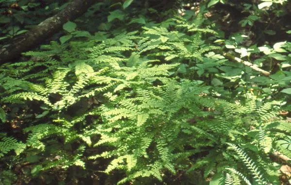 Western Maidenhair Fern (Adiantum Pedatum) — Ideal for woodland gardens, it adds a feathery, graceful texture to shaded landscape designs; and, image 59