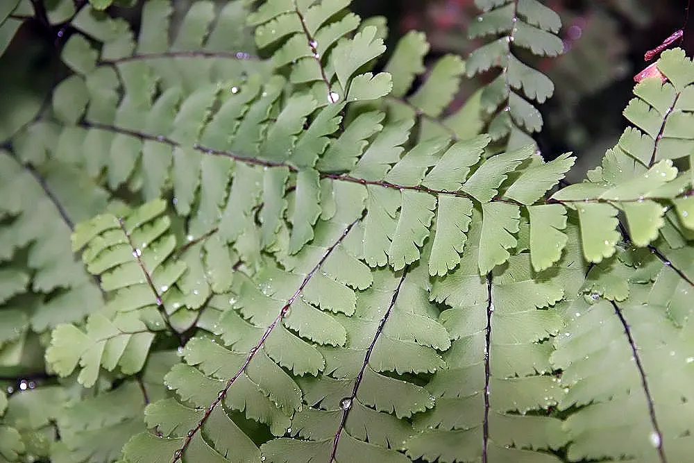 Western Maidenhair Fern (Adiantum Pedatum) — Thriving in USDA zones 3-8, it prefers moist, well-drained soil with partial to full shade