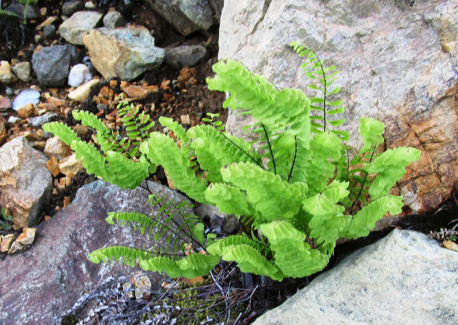 Western Maidenhair Fern (Adiantum Pedatum) — fern / ground cover for deep shade or half or shade