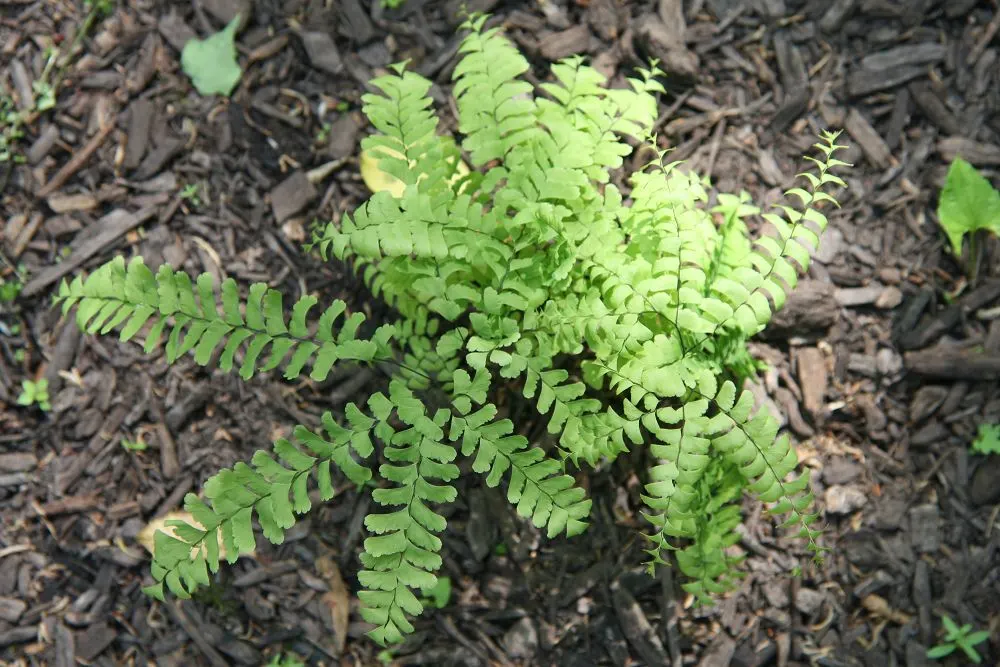 Western Maidenhair Fern (Adiantum Pedatum) — scientifically known as Adiantum pedatum; its wiry, black stems elegantly contrast with the light, image 78
