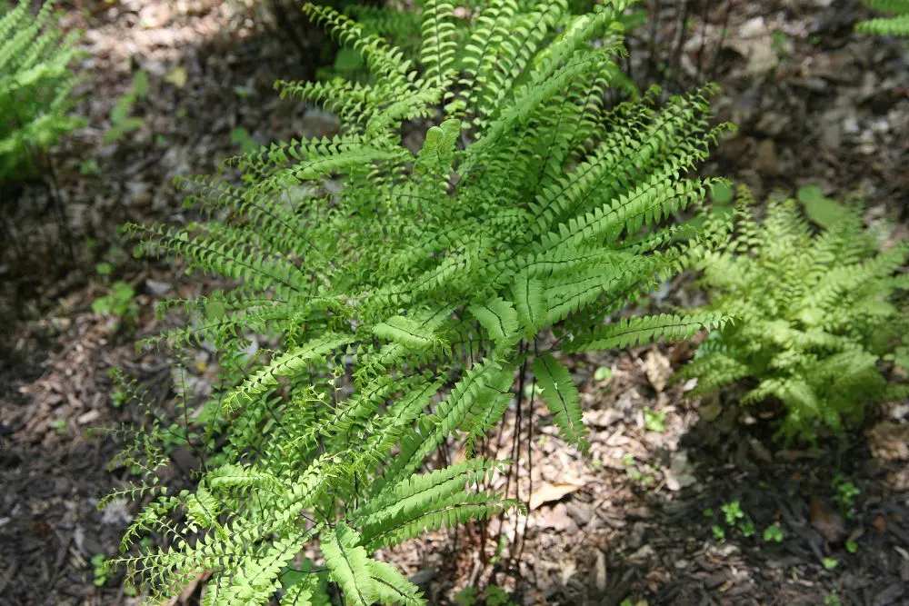 Western Maidenhair Fern (Adiantum Pedatum) — Consistent moisture is crucial, especially in dryer climates or seasons; as a low-maintenance and, image 67