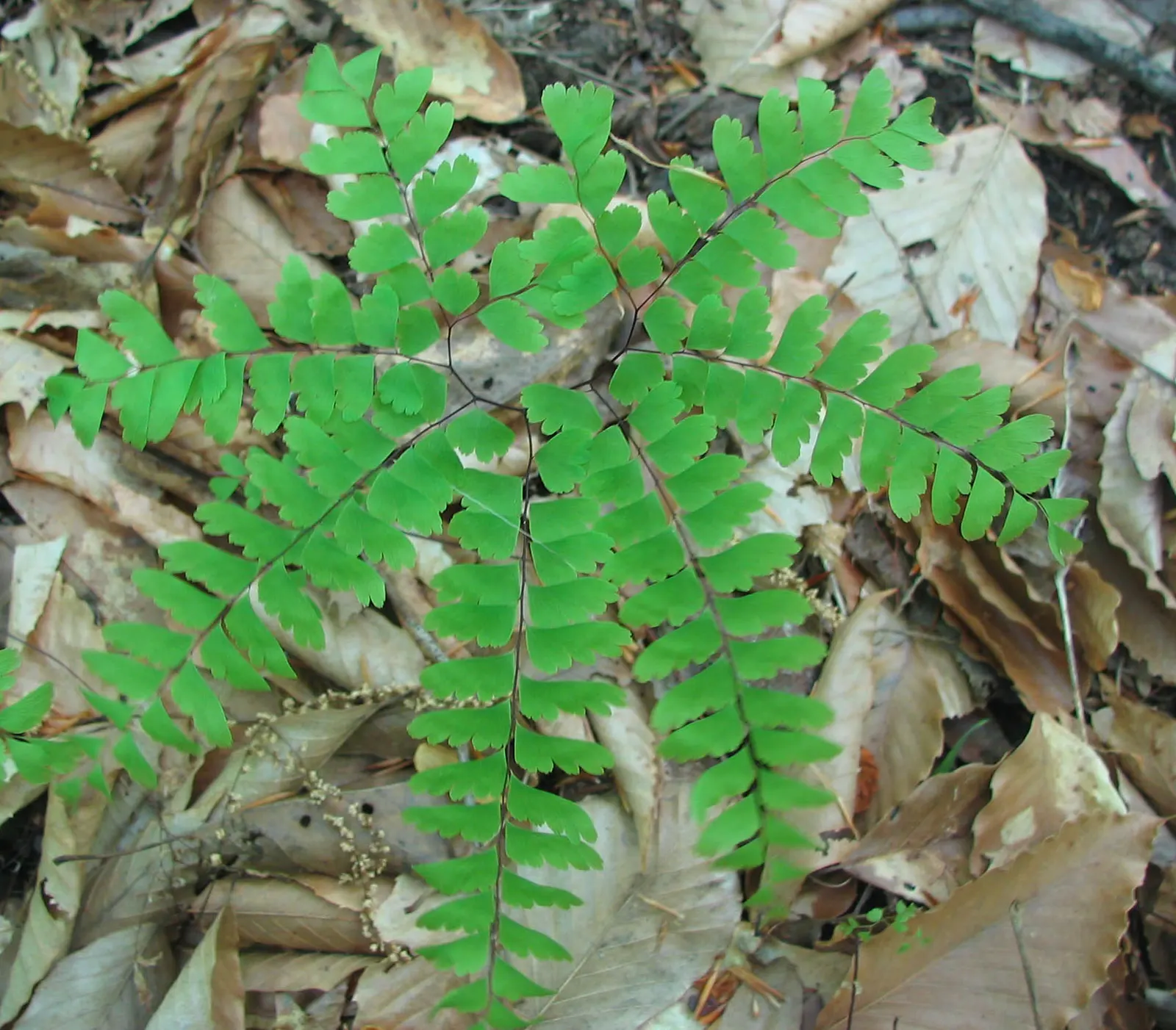 Western Maidenhair Fern (Adiantum Pedatum) — They prefer moist, well-drained soil rich in organic matter, with a slightly acidic to neutral pH, image 84