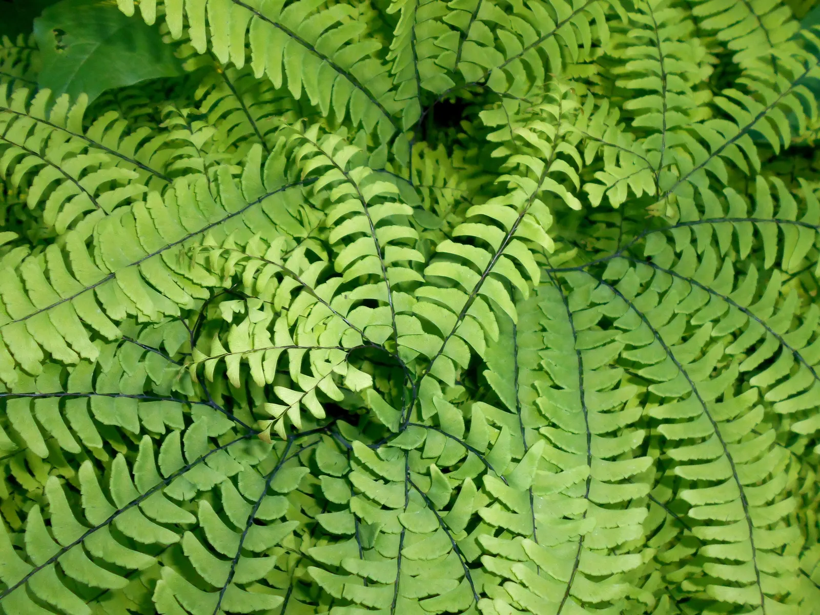 Western Maidenhair Fern (Adiantum Pedatum) — scientifically known as Adiantum pedatum