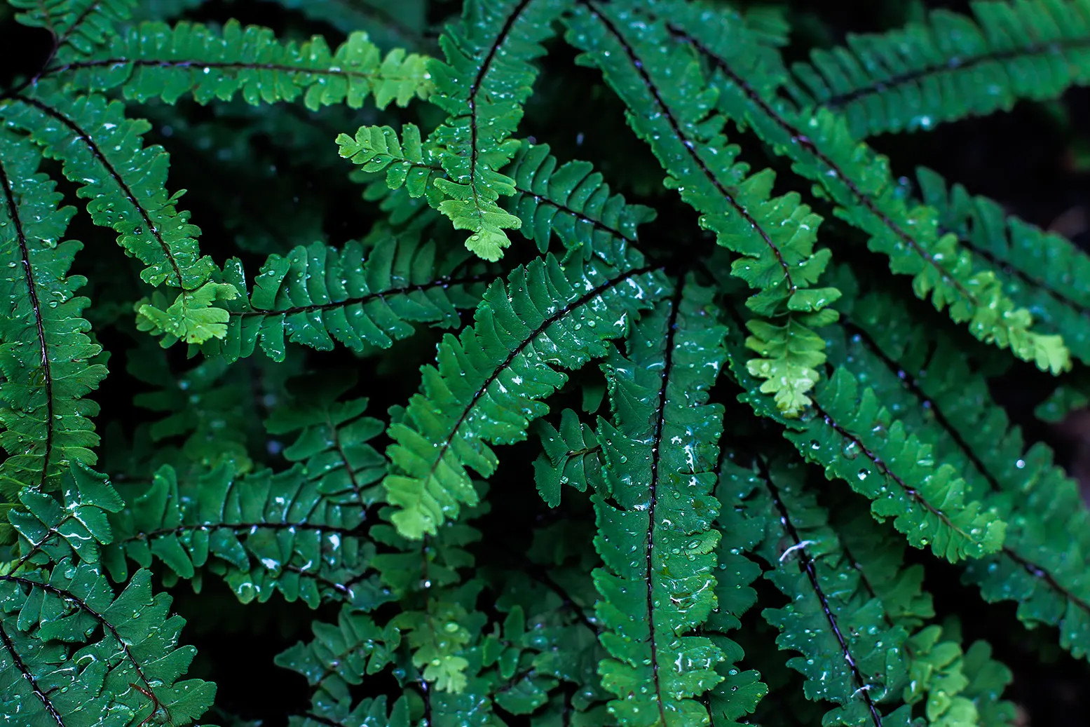 Western Maidenhair Fern (Adiantum Pedatum) — the fern's fronds exhibit a graceful arch; radiating fronds which can reach up to 18 inches in height, image 47