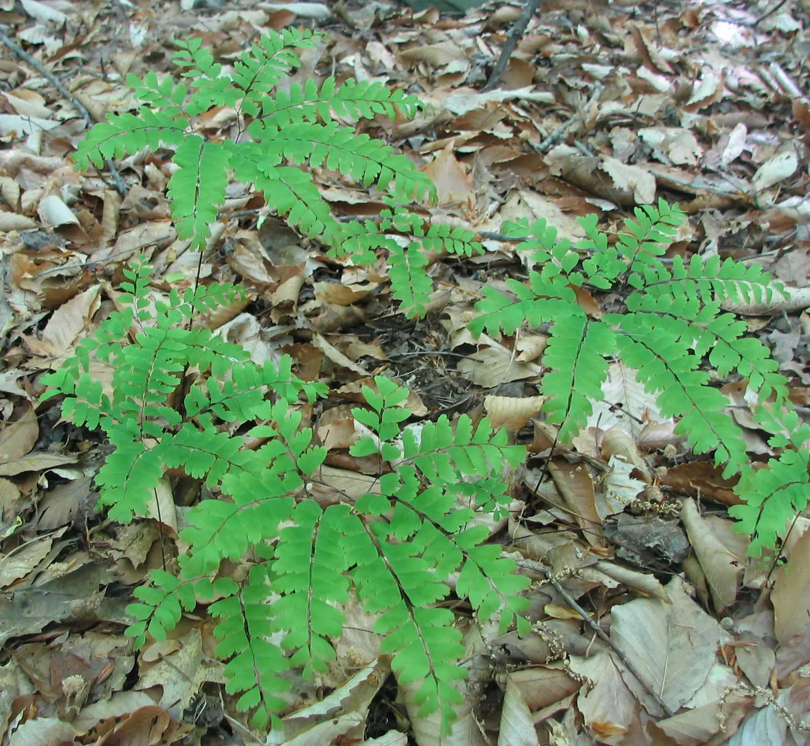 Western Maidenhair Fern (Adiantum Pedatum) — It is an excellent companion to other shade-loving plants such as Hostas and Astilbes