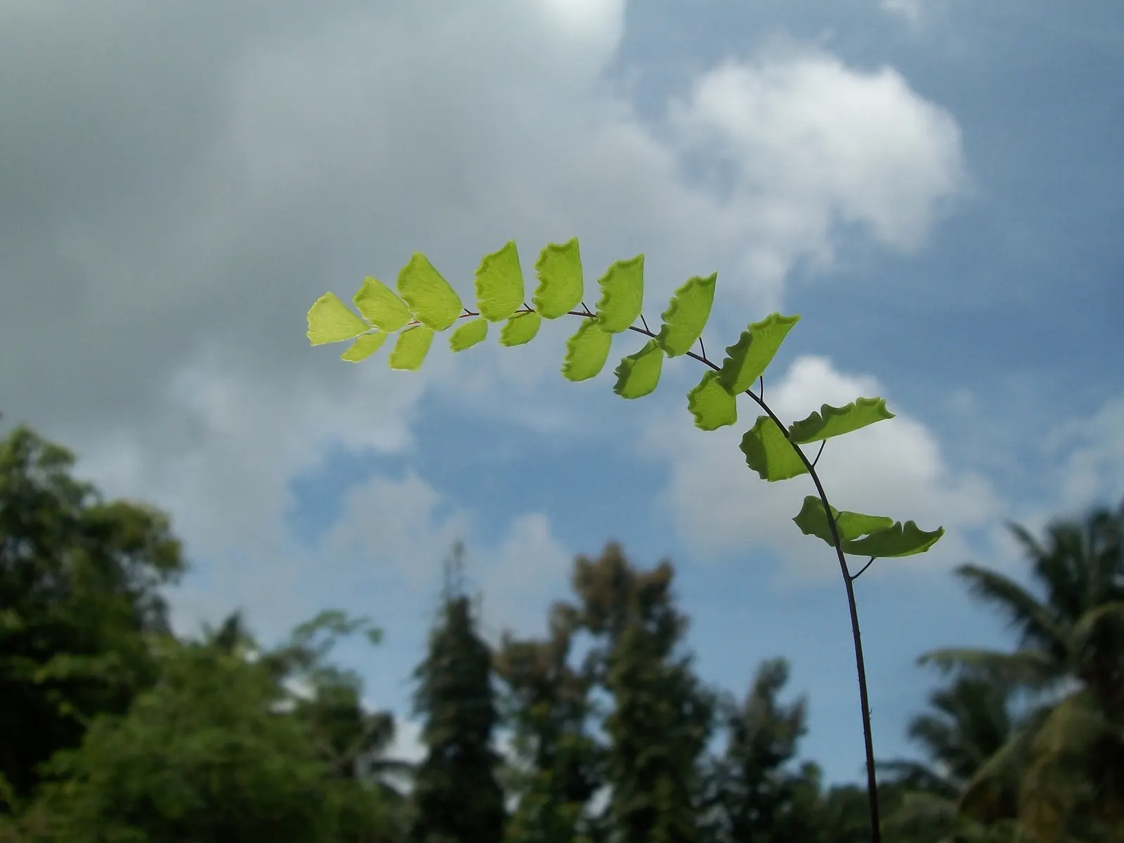 Western Maidenhair Fern (Adiantum Pedatum) — Consistent moisture is crucial, especially in dryer climates or seasons; as a low-maintenance and deer-resistant