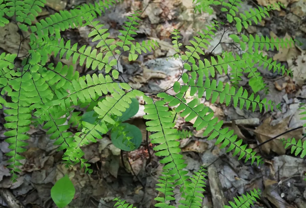Western Maidenhair Fern (Adiantum Pedatum) — and enhance woodland settings; ideal for woodland gardens, it adds a feathery, graceful texture to, image 50