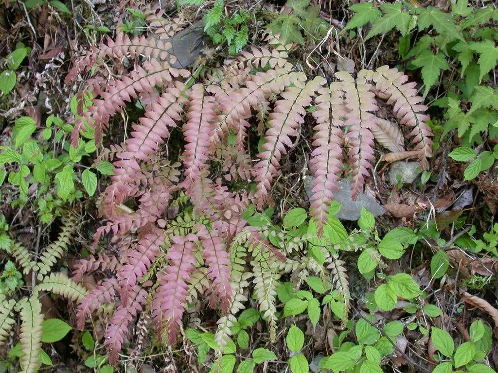 Western Maidenhair Fern (Adiantum Pedatum) — They prefer moist, well-drained soil rich in organic matter, with a slightly acidic to neutral pH, image 66