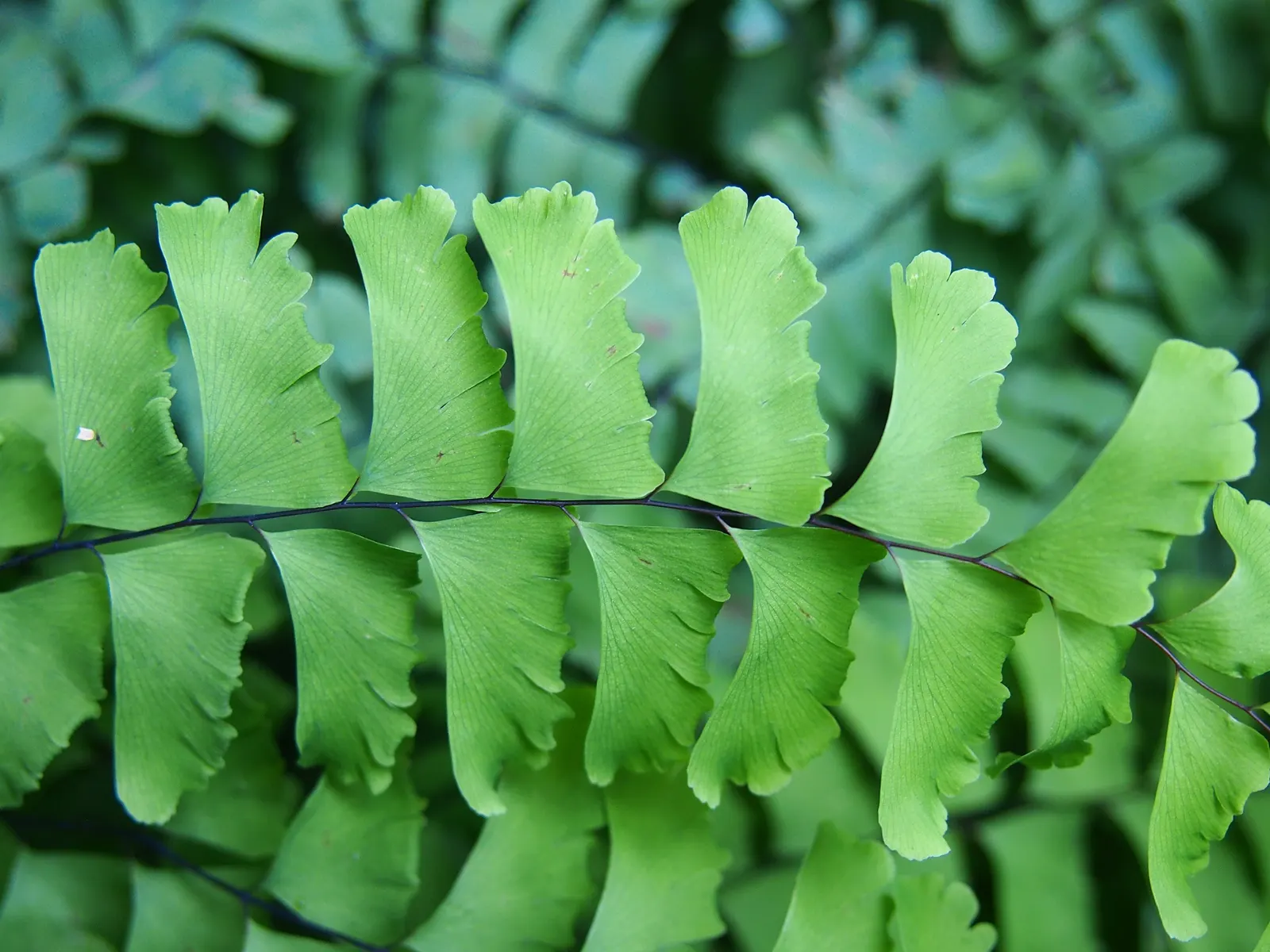 Western Maidenhair Fern (Adiantum Pedatum) — Its wiry, black stems elegantly contrast with the light green, lobed leaflets; fern / ground cover for, image 57