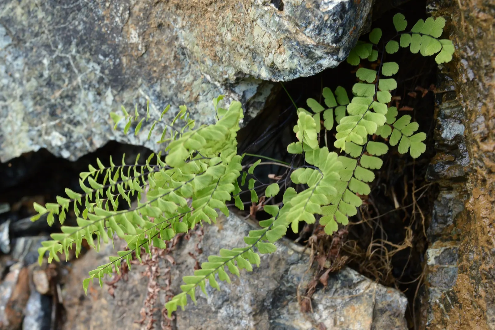 Western Maidenhair Fern (Adiantum Pedatum) — scientifically known as Adiantum pedatum; its wiry, black stems elegantly contrast with the light green, lobed