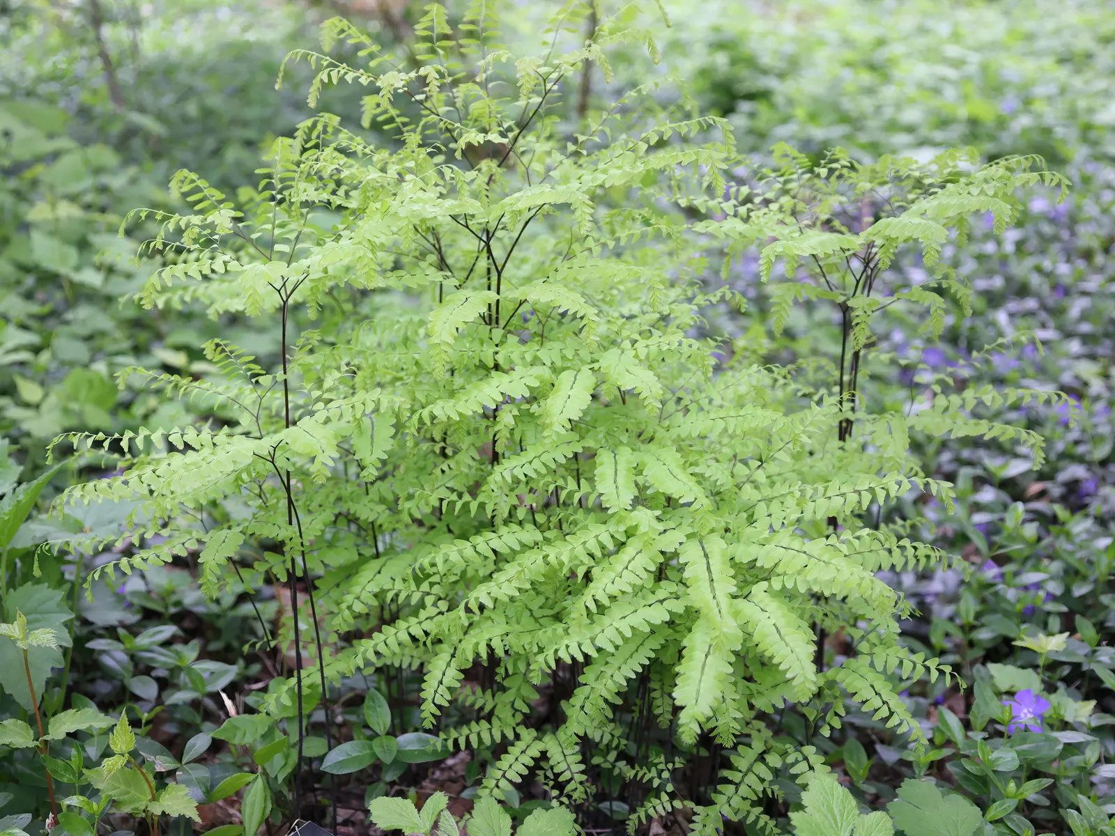 Western Maidenhair Fern (Adiantum Pedatum) — deciduous fern known for its fan-shaped