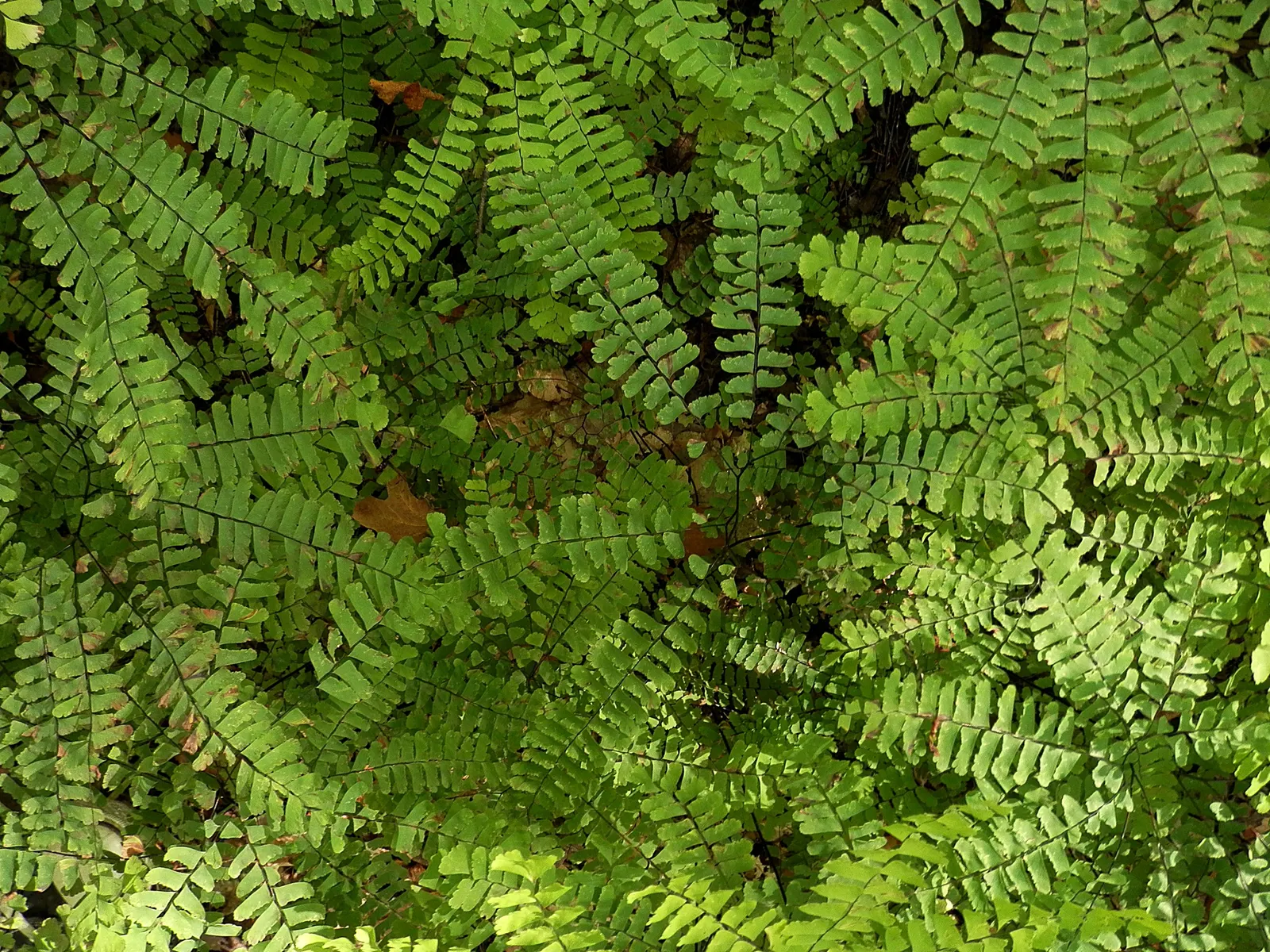 Western Maidenhair Fern (Adiantum Pedatum) — it offers high aesthetic value with minimal care requirements; rounded leaflets known as pinnules