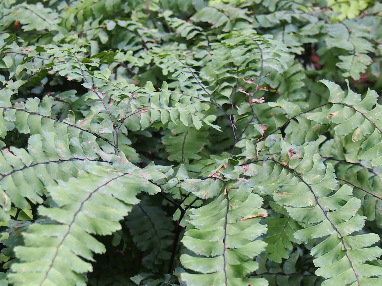Western Maidenhair Fern (Adiantum Pedatum) — it offers high aesthetic value with minimal care requirements; rounded leaflets known as pinnules, image 71