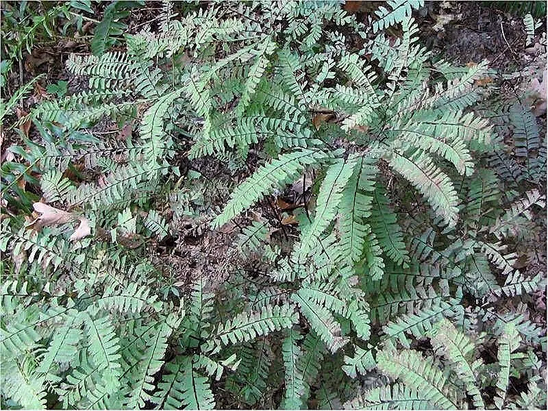 Western Maidenhair Fern (Adiantum Pedatum) — fern / ground cover for deep shade or half or shade; it is an excellent companion to other, image 72