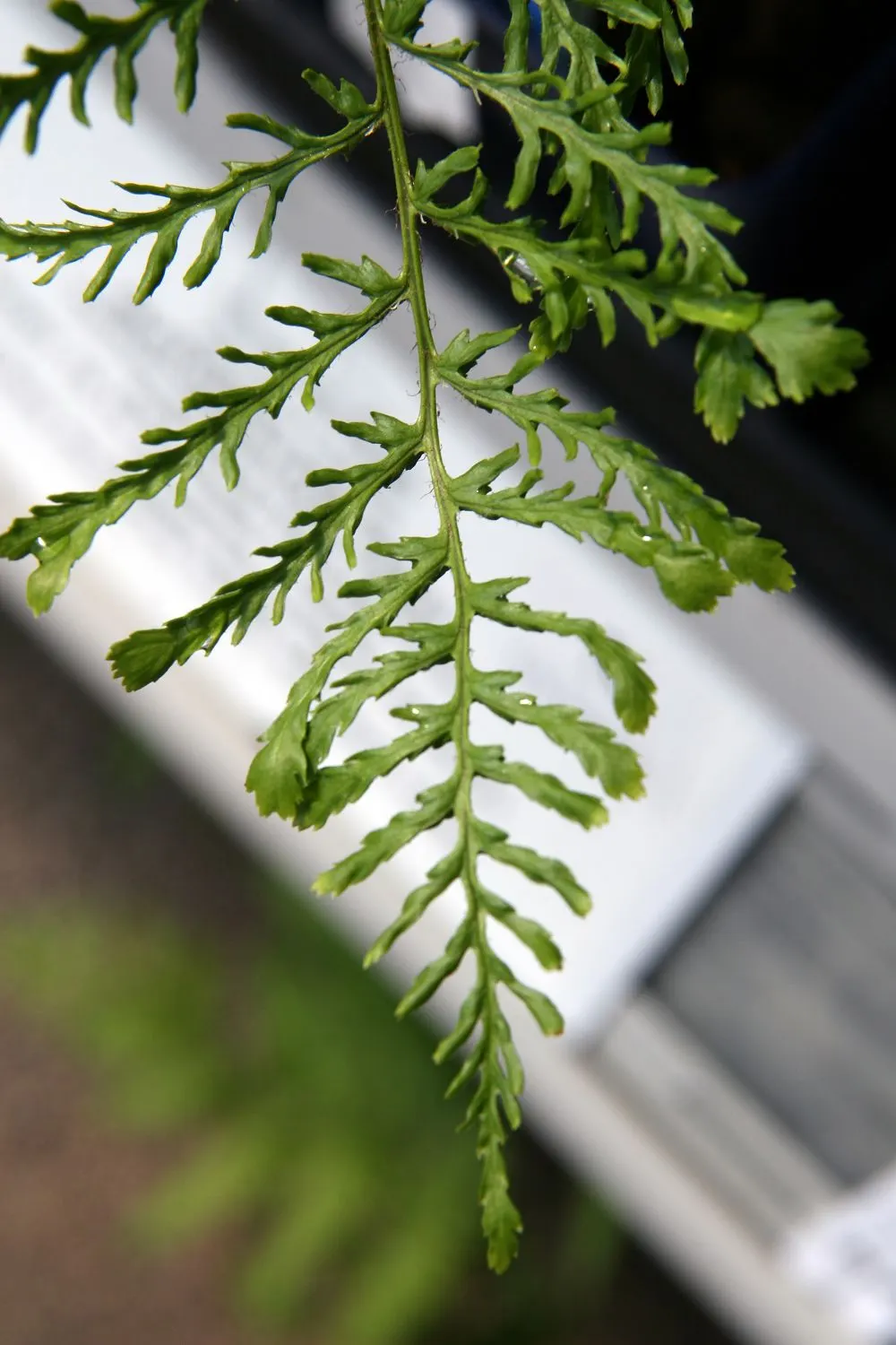 Western Maidenhair Fern (Adiantum Pedatum) — As a low-maintenance and deer-resistant species; deciduous fern known for its fan-shaped