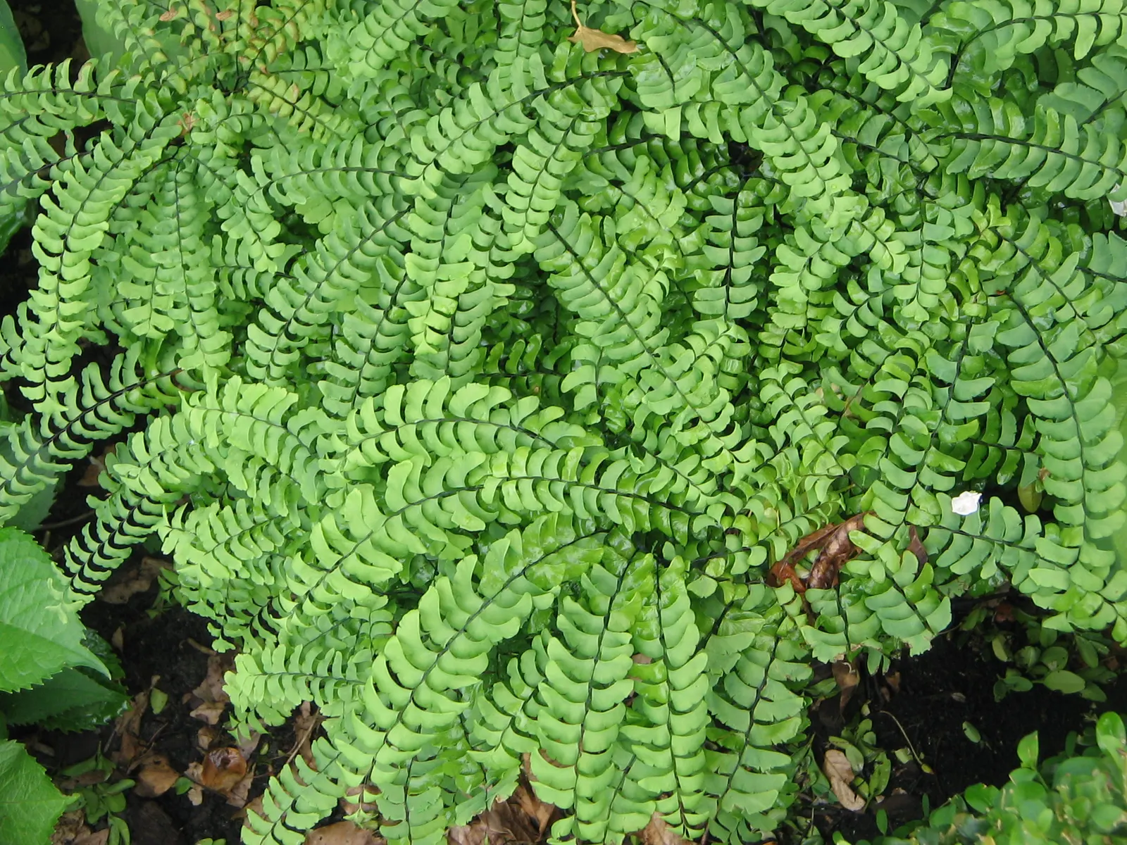 Western Maidenhair Fern (Adiantum Pedatum) — deciduous fern known for its fan-shaped; thriving in USDA zones 3-8, it prefers moist, well-drained, image 73