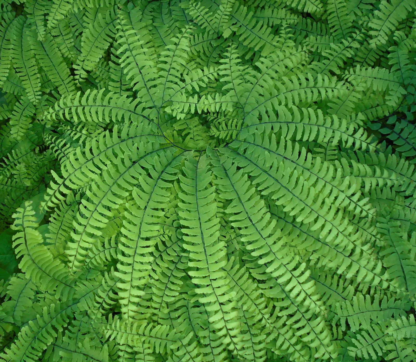 Western Maidenhair Fern (Adiantum Pedatum) — Consistent moisture is crucial, especially in dryer climates or seasons; as a low-maintenance and, image 49