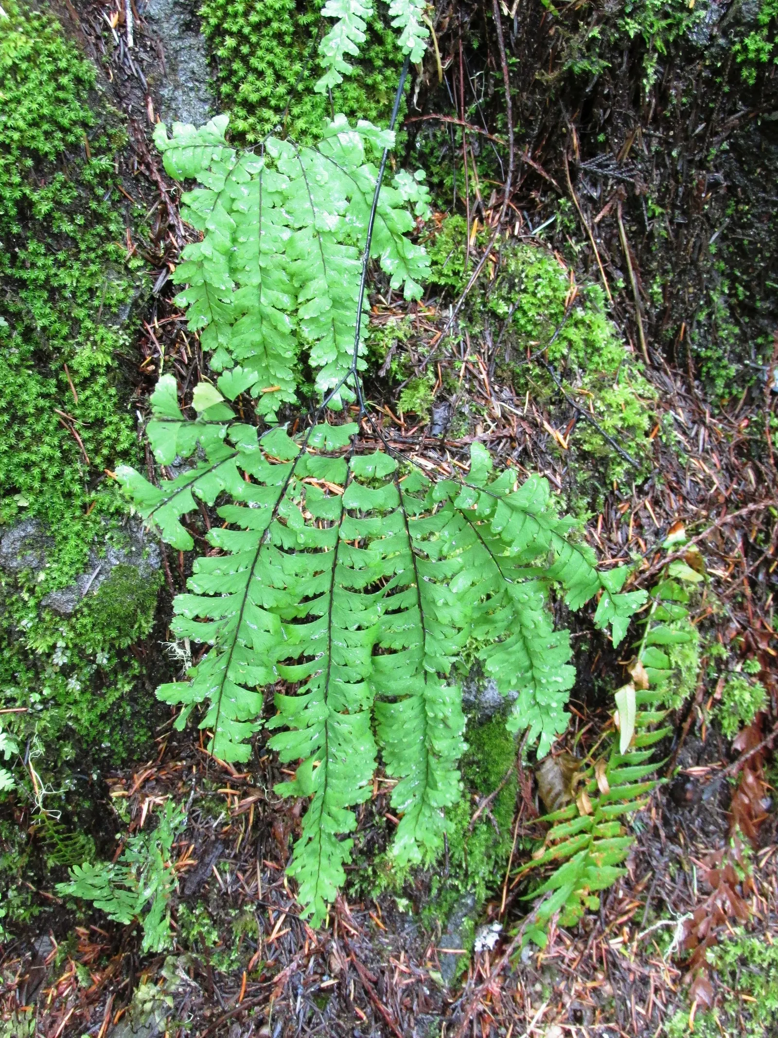 Western Maidenhair Fern (Adiantum Pedatum) — the fern's fronds exhibit a graceful arch