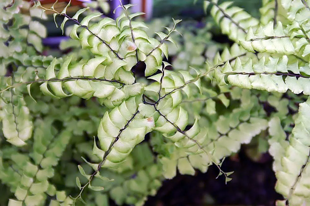 Western Maidenhair Fern (Adiantum Pedatum) — It is an excellent companion to other shade-loving plants such as Hostas and Astilbes; they prefer, image 51