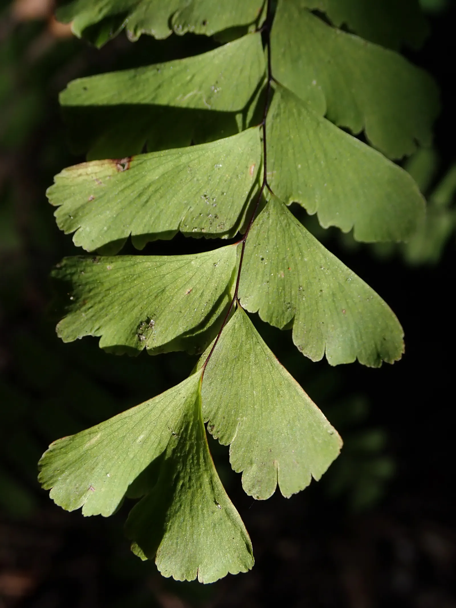 Western Maidenhair Fern (Adiantum Pedatum) — Ideal for woodland gardens, it adds a feathery, graceful texture to shaded landscape designs; and, image 77