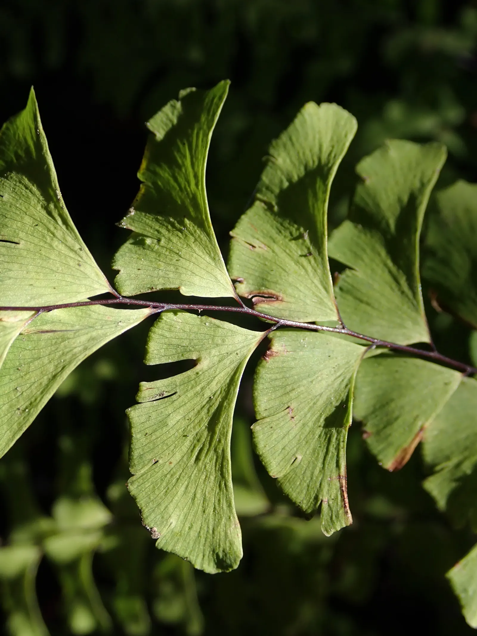 Western Maidenhair Fern (Adiantum Pedatum) — Its wiry, black stems elegantly contrast with the light green, lobed leaflets; fern / ground cover for, image 39