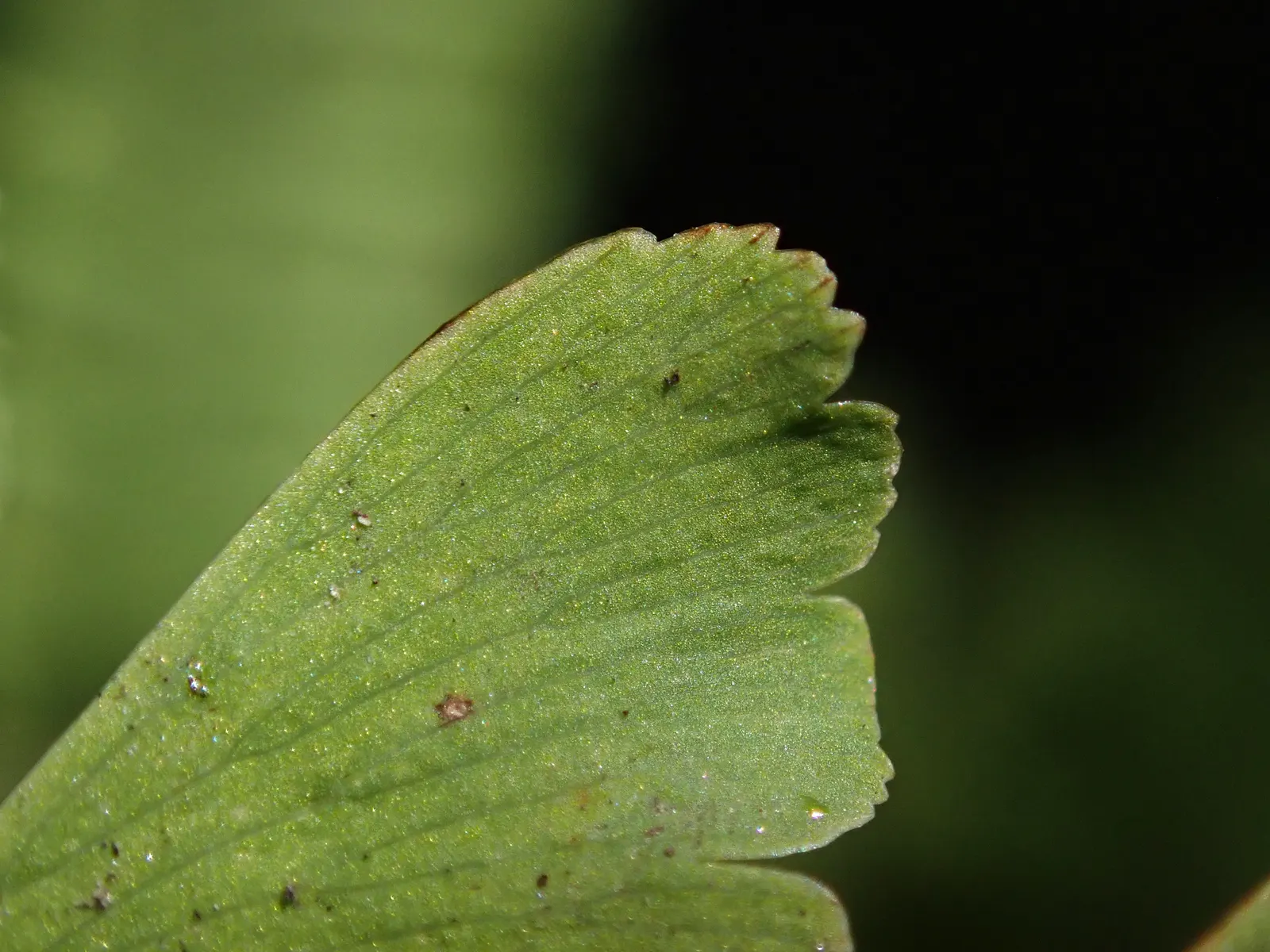 Western Maidenhair Fern (Adiantum Pedatum) — Consistent moisture is crucial, especially in dryer climates or seasons