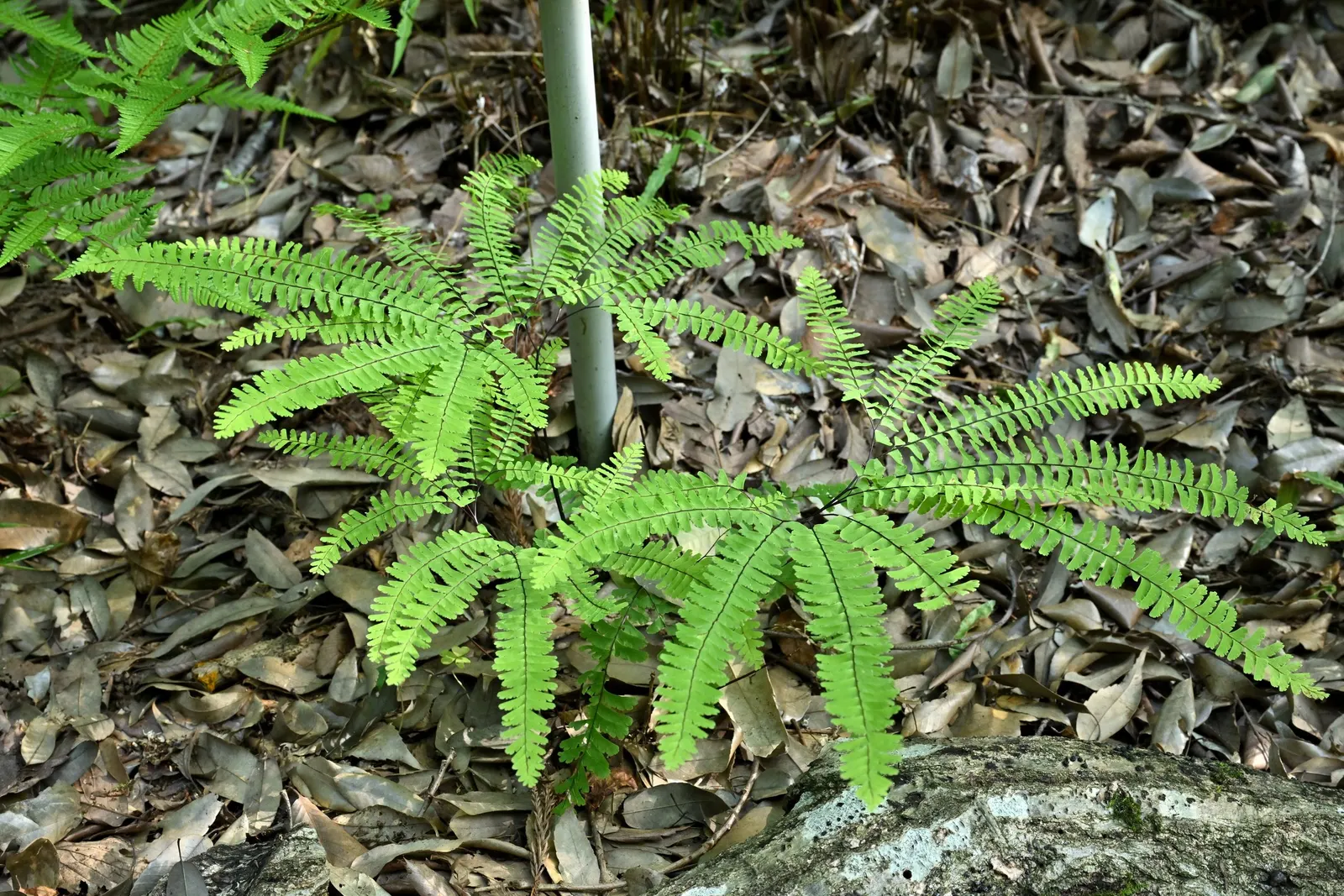 Western Maidenhair Fern (Adiantum Pedatum) — Thriving in USDA zones 3-8, it prefers moist, well-drained soil with partial to full shade; fan-shaped fronds that