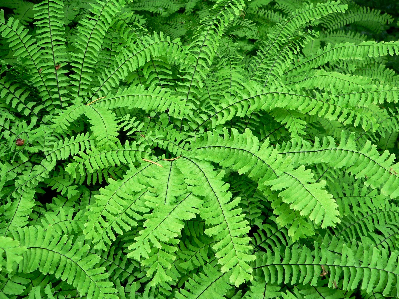 Western Maidenhair Fern (Adiantum Pedatum) — Ideal for woodland gardens, it adds a feathery, graceful texture to shaded landscape designs
