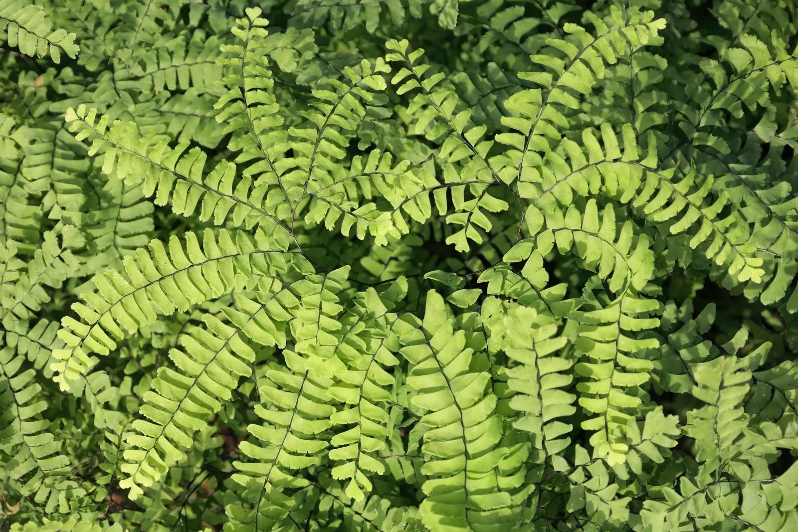 Western Maidenhair Fern (Adiantum Pedatum) — radiating fronds which can reach up to 18 inches in height; the fern's fronds exhibit a graceful arch