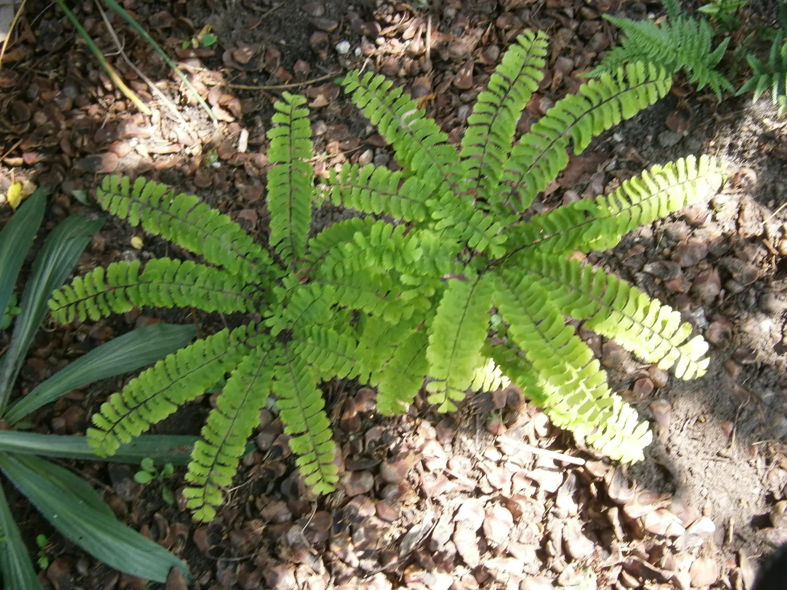Western Maidenhair Fern (Adiantum Pedatum) — It is an excellent companion to other shade-loving plants such as Hostas and Astilbes; they prefer, image 69