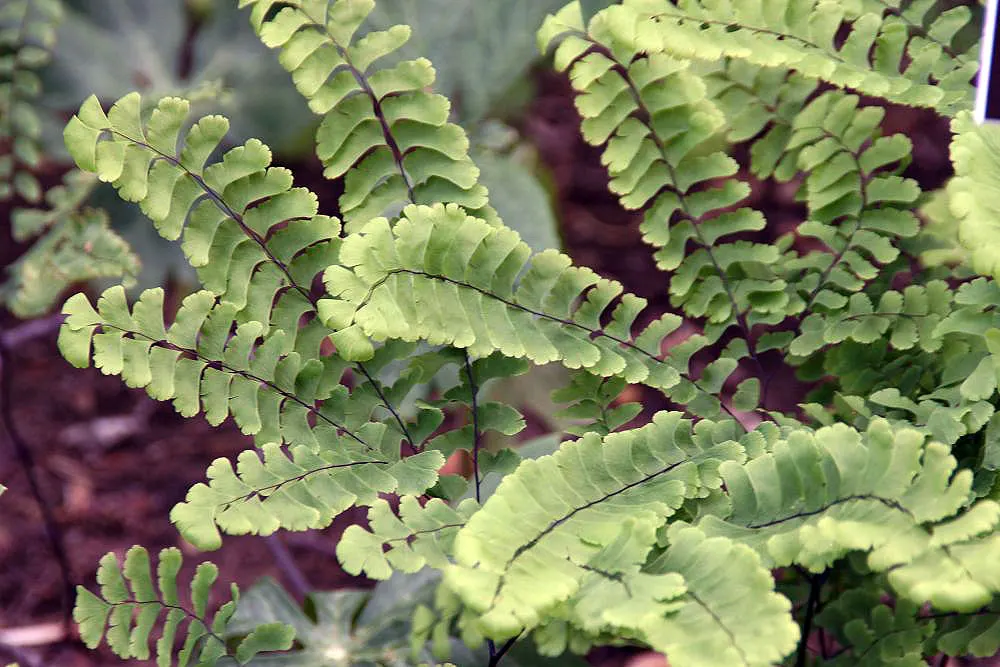 Western Maidenhair Fern (Adiantum Pedatum) — rounded leaflets known as pinnules; it offers high aesthetic value with minimal care requirements, image 62