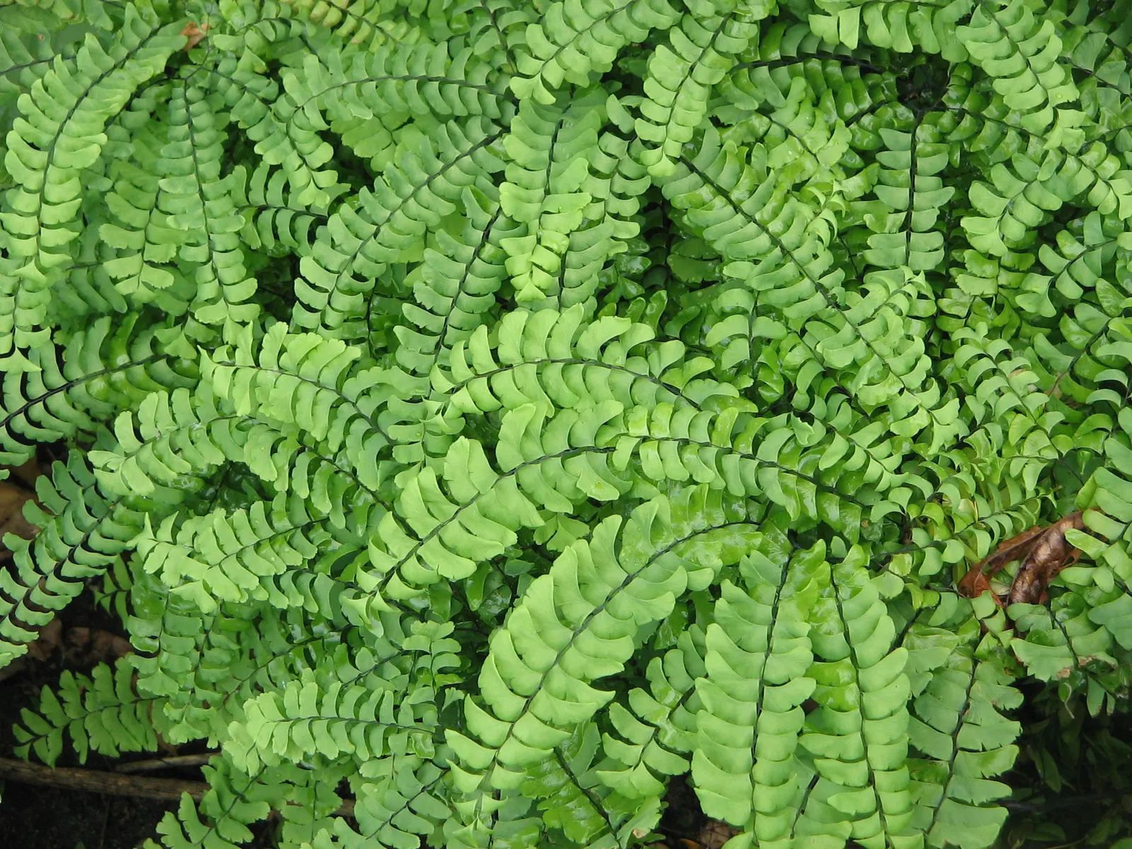 Western Maidenhair Fern (Adiantum Pedatum) — The fronds emerge from slender, black stems that provide a striking contrast to the lush, green foliage, image 82