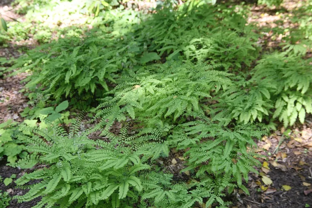 Western Maidenhair Fern (Adiantum Pedatum) — Thriving in USDA zones 3-8, it prefers moist, well-drained soil with partial to full shade; fan-shaped, image 40