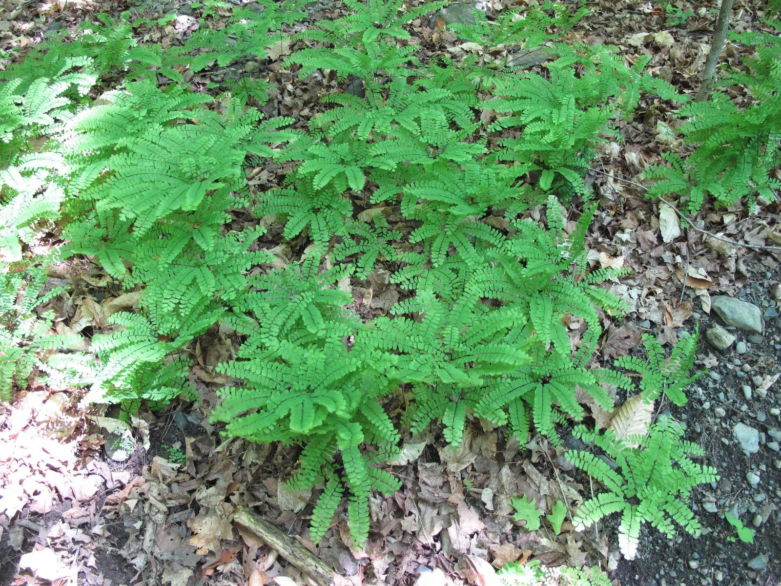 Western Maidenhair Fern (Adiantum Pedatum) — The fronds emerge from slender, black stems that provide a striking contrast to the lush, green foliage