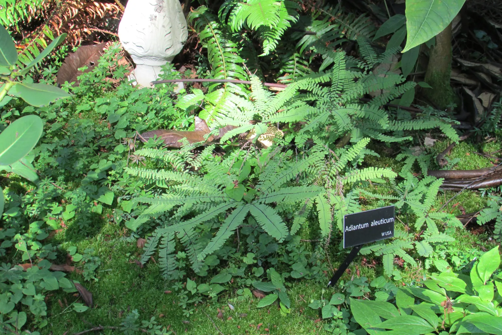 Western Maidenhair Fern (Adiantum Pedatum) — deciduous fern known for its fan-shaped; thriving in USDA zones 3-8, it prefers moist, well-drained, image 37