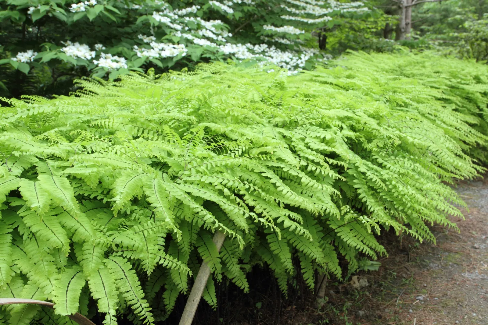 Western Maidenhair Fern (Adiantum Pedatum) — rounded leaflets known as pinnules