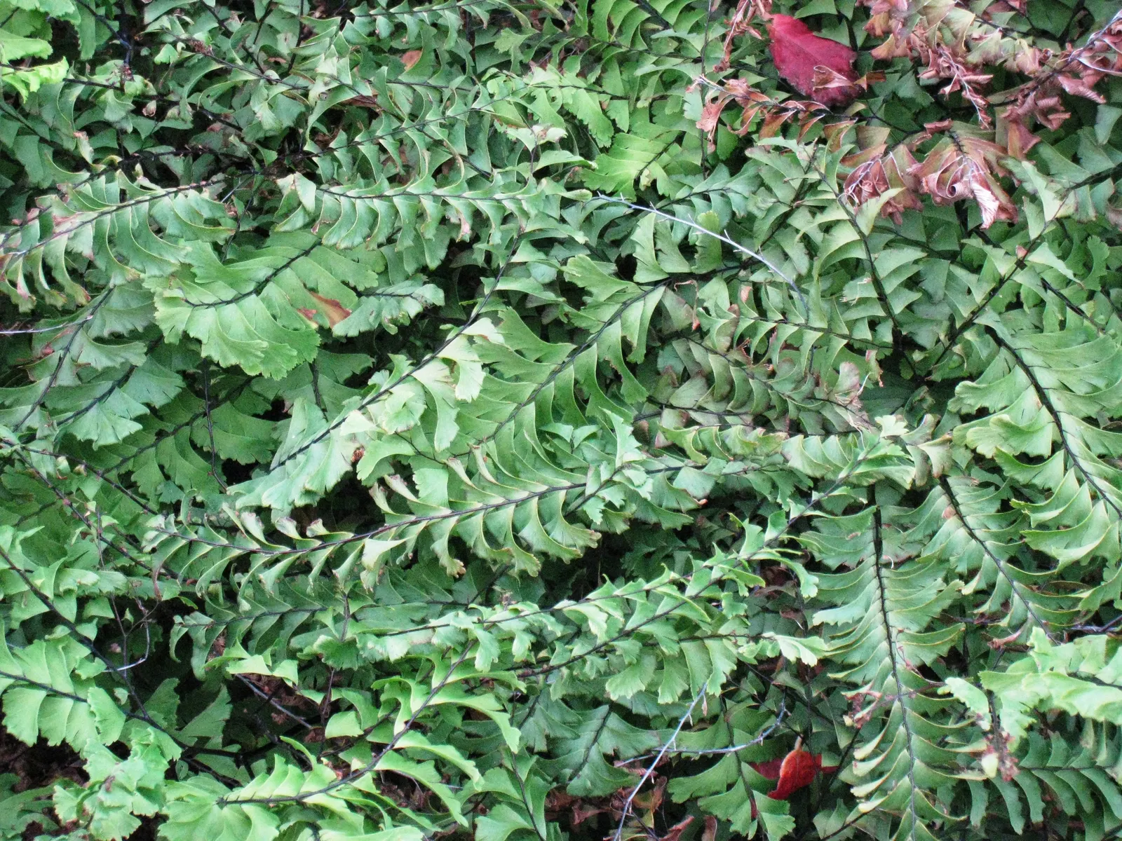 Western Maidenhair Fern (Adiantum Pedatum) — It is an excellent companion to other shade-loving plants such as Hostas and Astilbes; they prefer moist
