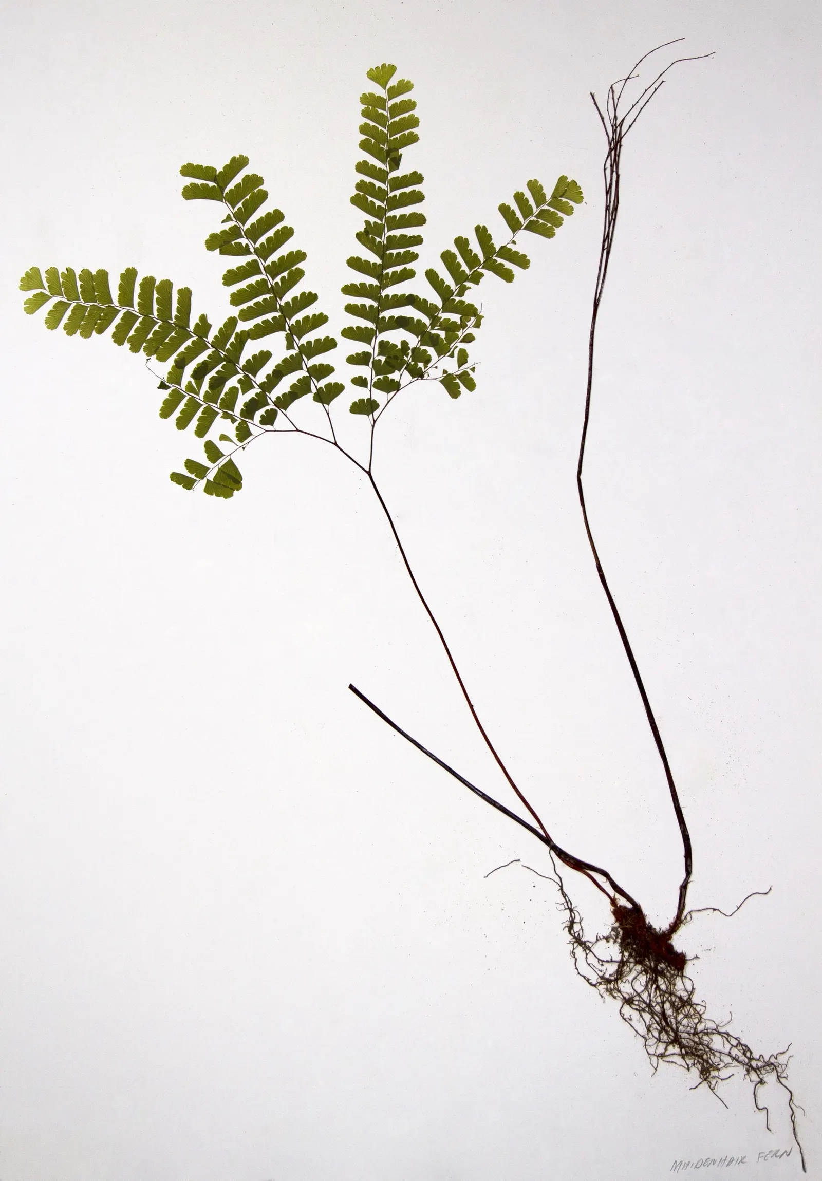 Western Maidenhair Fern (Adiantum Pedatum) — fan-shaped fronds that add a textured and airy aesthetic to any garden; the fronds emerge from, image 43
