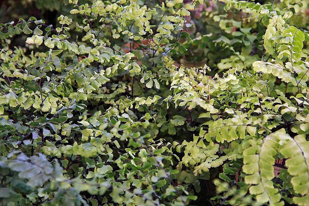 Western Maidenhair Fern (Adiantum Pedatum) — Thriving in USDA zones 3-8, it prefers moist, well-drained soil with partial to full shade; fan-shaped, image 58