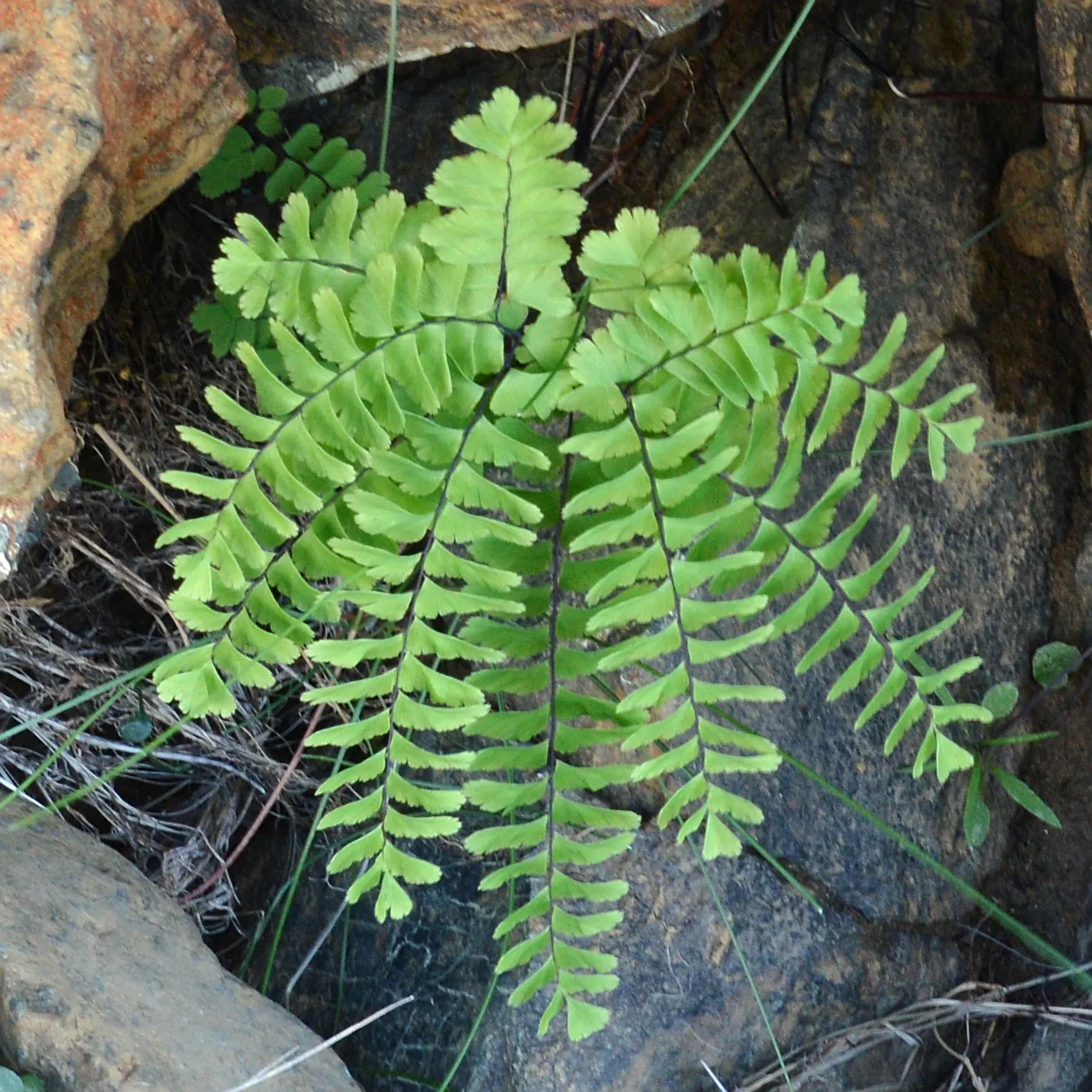 Western Maidenhair Fern (Adiantum Pedatum) — the fern's fronds exhibit a graceful arch; radiating fronds which can reach up to 18 inches in height