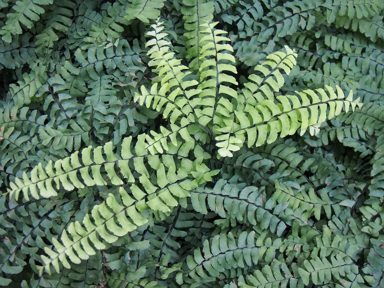 Western Maidenhair Fern (Adiantum Pedatum) — fan-shaped fronds that add a textured and airy aesthetic to any garden; the fronds emerge from, image 61