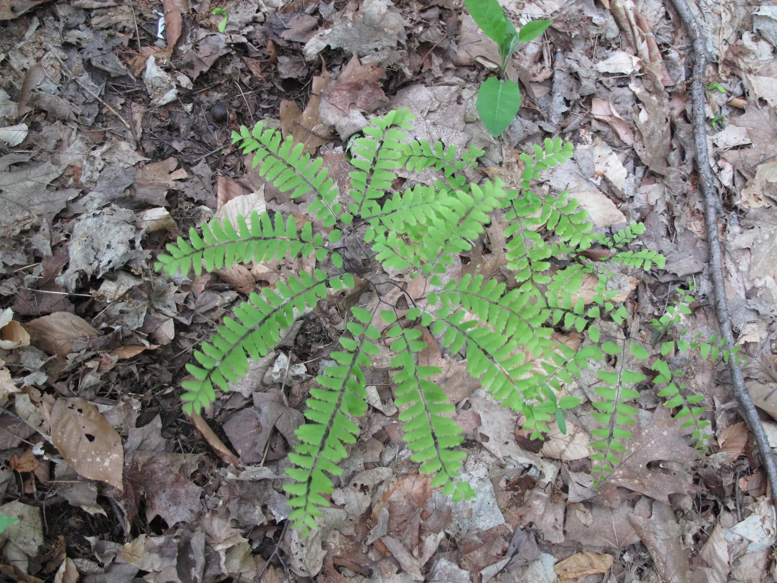 Western Maidenhair Fern (Adiantum Pedatum) — Ideal for woodland gardens, it adds a feathery, graceful texture to shaded landscape designs; and enhance woodland