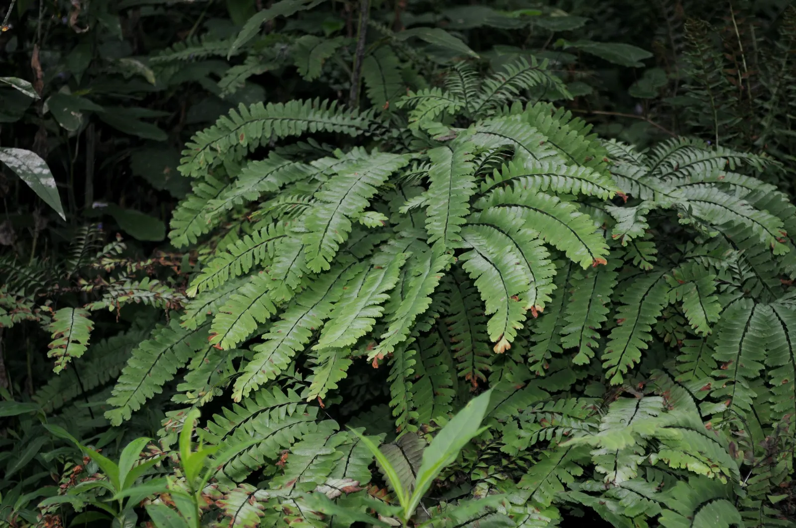 Western Maidenhair Fern (Adiantum Pedatum) — which possess an almost ethereal quality; scientifically known as Adiantum pedatum, image 63