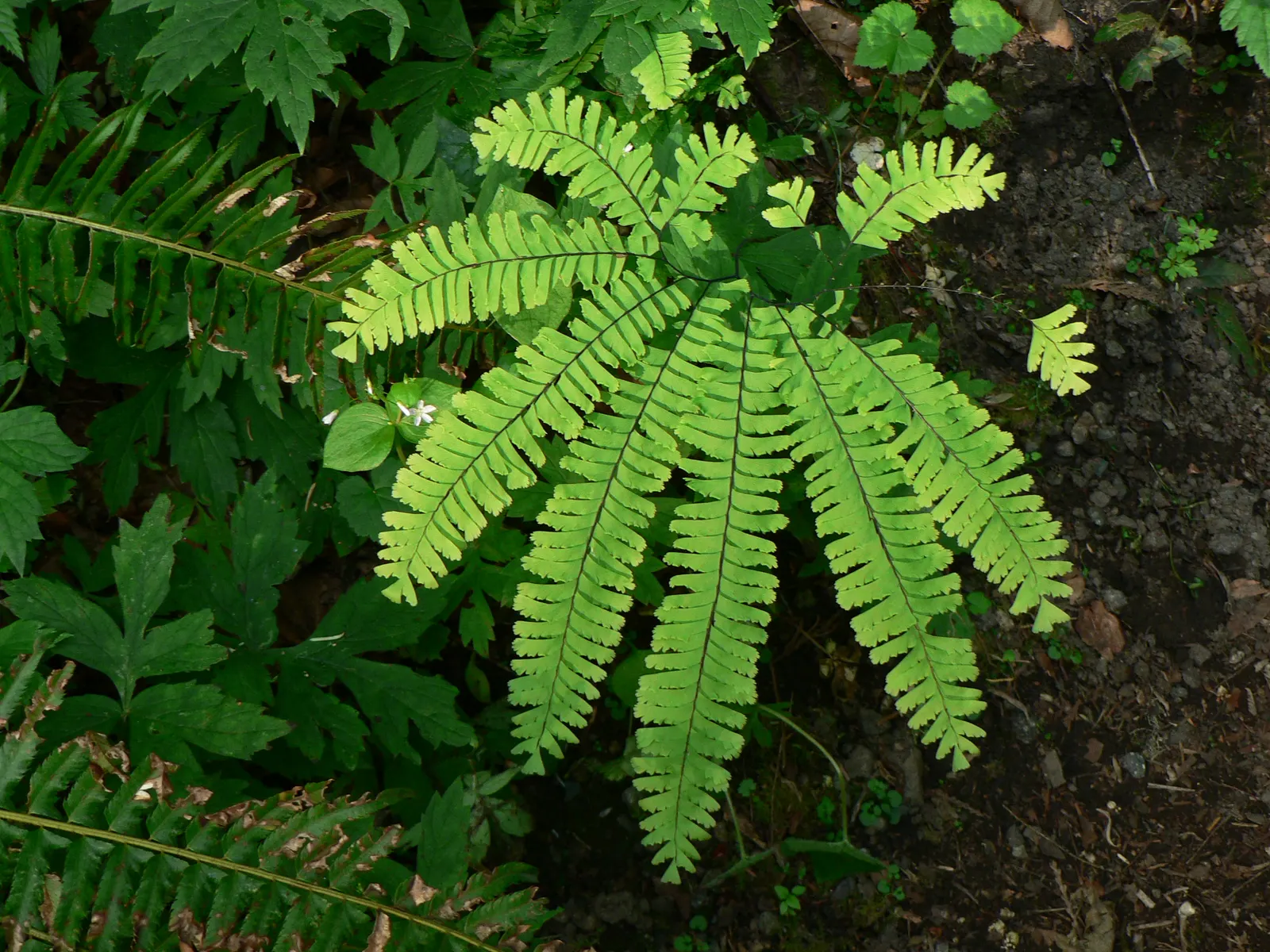 Western Maidenhair Fern (Adiantum Pedatum) — fan-shaped fronds that add a textured and airy aesthetic to any garden; the fronds emerge from, image 79