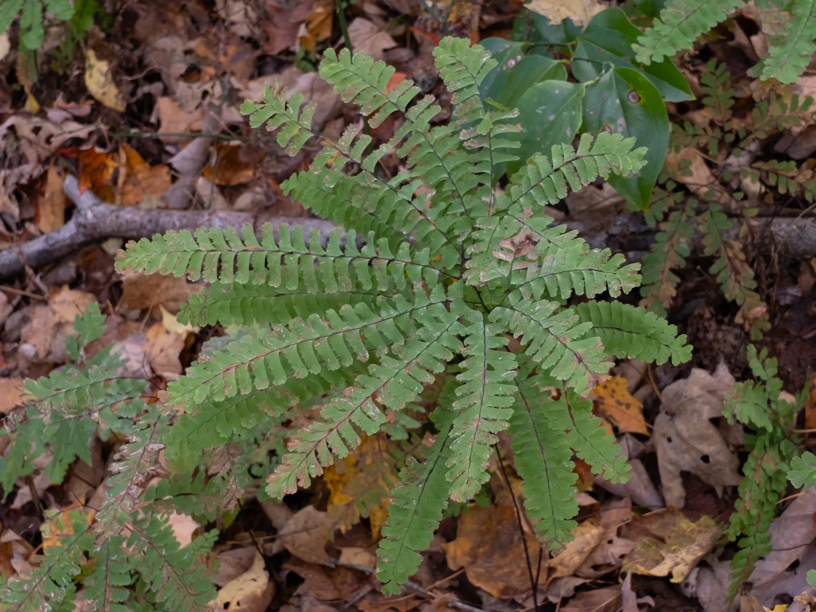 Western Maidenhair Fern (Adiantum Pedatum) — the fern's fronds exhibit a graceful arch; radiating fronds which can reach up to 18 inches in height, image 83