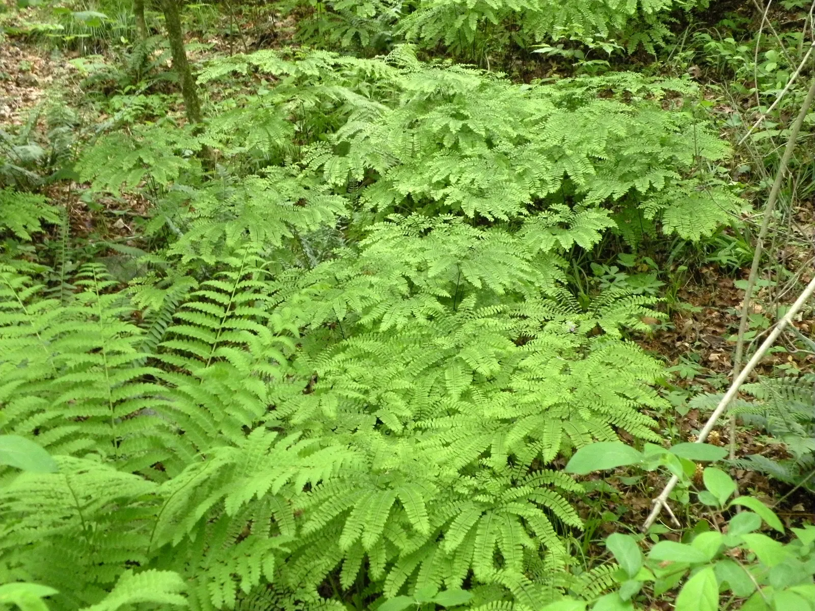 Western Maidenhair Fern (Adiantum Pedatum) — which possess an almost ethereal quality