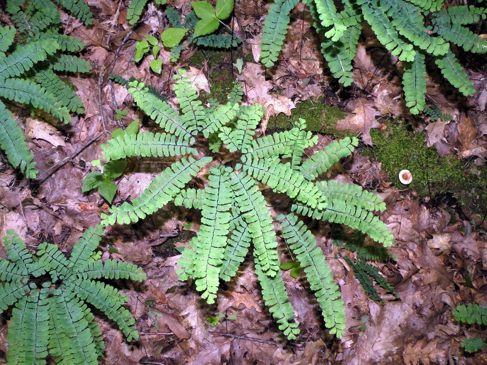 Western Maidenhair Fern (Adiantum Pedatum) — rounded leaflets known as pinnules; it offers high aesthetic value with minimal care requirements